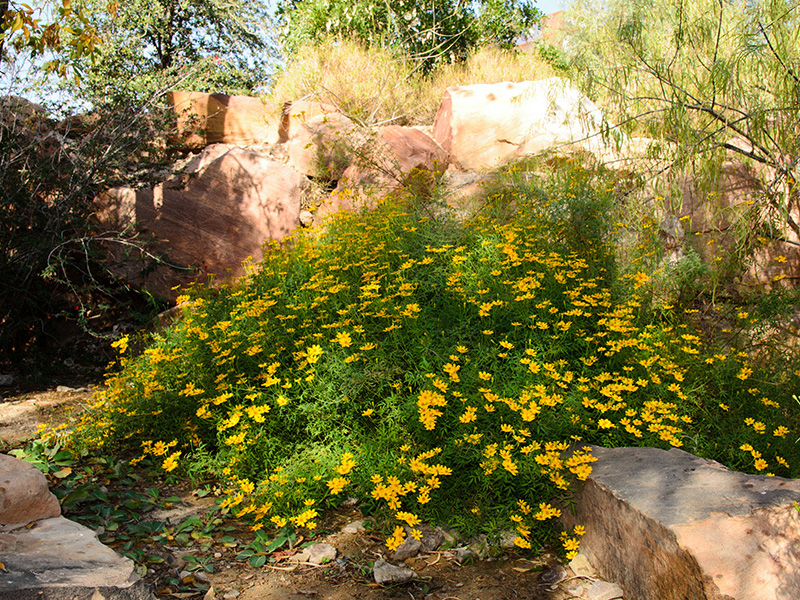 Find plants Mountain Marigold